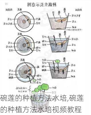 碗莲的种植方法水培,碗莲的种植方法水培视频教程